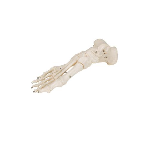 Scheletro del piede su filo metallico - 3B Smart Anatomy, 1019355 [A30], Modelli di scheletro del piede e della gamba