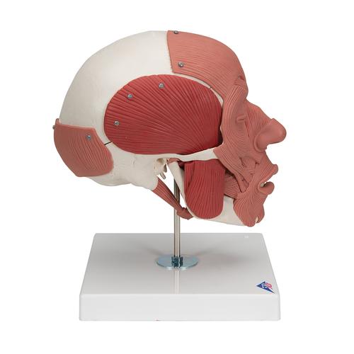 Cranio con muscolatura facciale - 3B Smart Anatomy, 1020181 [A300], Modelli di Cranio