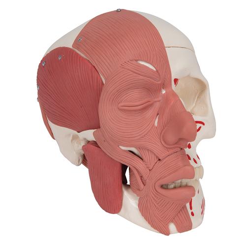 Cranio con muscolatura facciale - 3B Smart Anatomy, 1020181 [A300], Modelli di Muscolatura