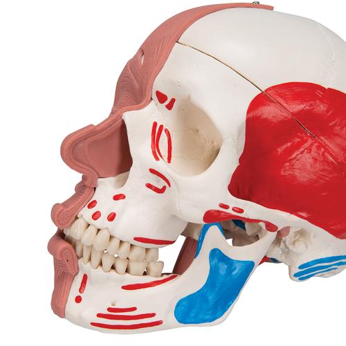 Cranio con muscolatura facciale - 3B Smart Anatomy, 1020181 [A300], PON Biologia - Laboratorio di Anatomia umana