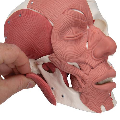 Cranio con muscolatura facciale - 3B Smart Anatomy, 1020181 [A300], Modelli di Muscolatura