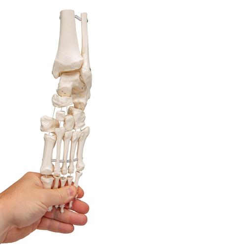 Scheletro del piede con parte della tibia e del perone, montaggio elastico - 3B Smart Anatomy

, 1019358 [A31/1], Modelli di scheletro del piede e della gamba