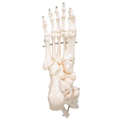Scheletro del piede con parte della tibia e del perone, su filo metallico - 3B Smart Anatomy, 1019357 [A31], Modelli di scheletro del piede e della gamba