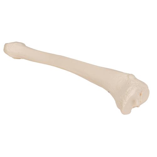 Tibia - 3B Smart Anatomy, 1019363 [A35/3], Modelli di scheletro del piede e della gamba