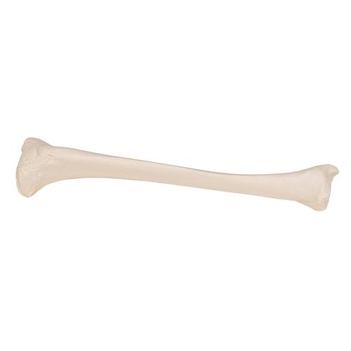 Tibia - 3B Smart Anatomy, 1019363 [A35/3], Modelli di scheletro del piede e della gamba