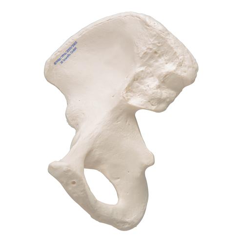 Ischio - 3B Smart Anatomy, 1019365 [A35/5], Modelli di scheletro del piede e della gamba