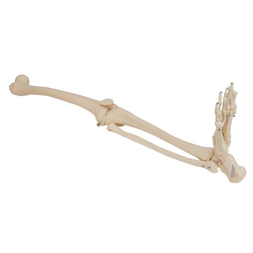 Scheletro della gamba con piede - 3B Smart Anatomy, 1019359 [A35], Modelli di scheletro del piede e della gamba