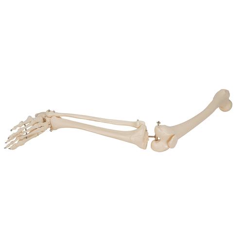 Scheletro della gamba con piede - 3B Smart Anatomy, 1019359 [A35], Modelli di scheletro del piede e della gamba