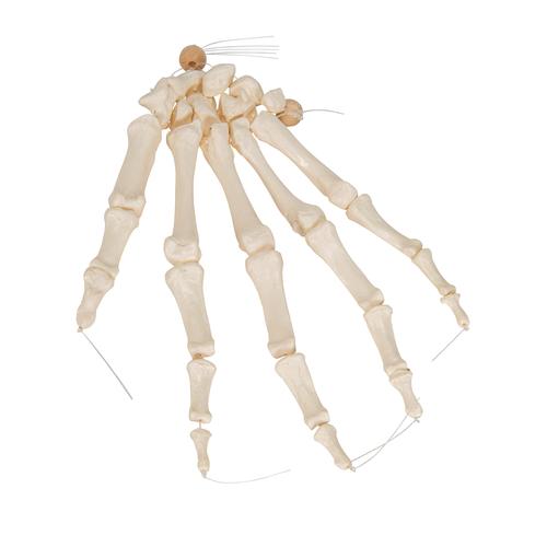 Scheletro della mano su filo di nylon, non fisso - 3B Smart Anatomy, 1019368 [A40/2], Modelli di scheletro della mano e del braccio