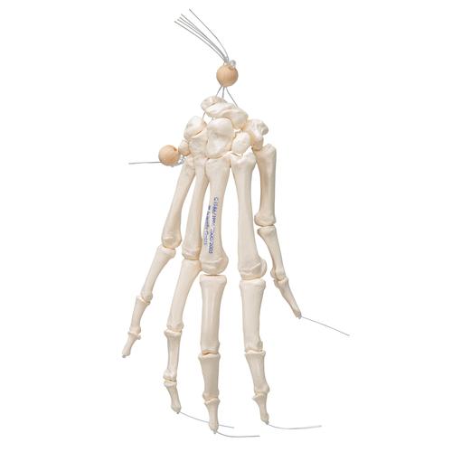 Scheletro della mano su filo di nylon, non fisso - 3B Smart Anatomy, 1019368 [A40/2], Modelli di scheletro della mano e del braccio
