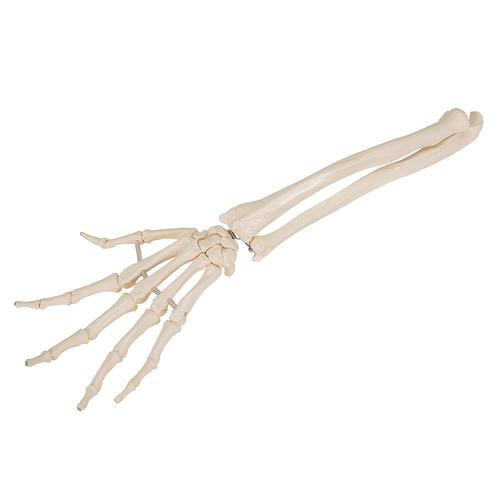 Scheletro della mano con avambraccio,  montaggio elastico - 3B Smart Anatomy, 1019369 [A40/3], Modelli di scheletro della mano e del braccio