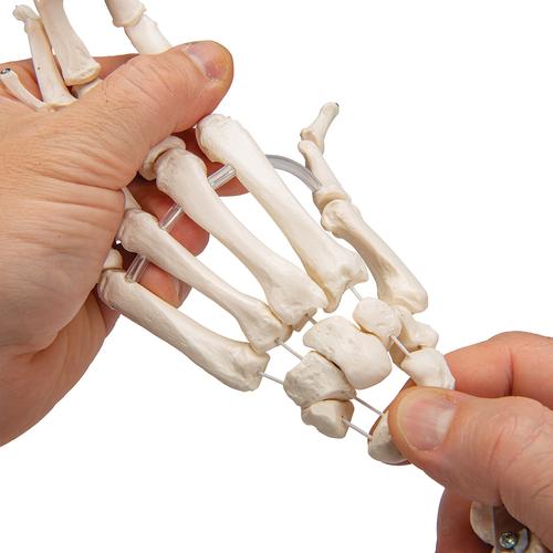 Scheletro della mano con avambraccio,  montaggio elastico - 3B Smart Anatomy, 1019369 [A40/3], Modelli di scheletro della mano e del braccio