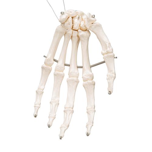Scheletro della mano su filo metallico - 3B Smart Anatomy, 1019367 [A40], Modelli di scheletro della mano e del braccio