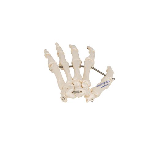 Scheletro della mano su filo metallico - 3B Smart Anatomy, 1019367 [A40], Modelli di scheletro della mano e del braccio