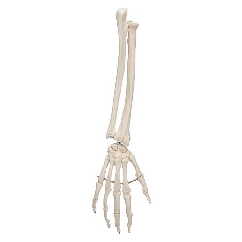 Scheletro della mano con avambraccio, su filo metallico - 3B Smart Anatomy, 1019370 [A41], Modelli di scheletro della mano e del braccio