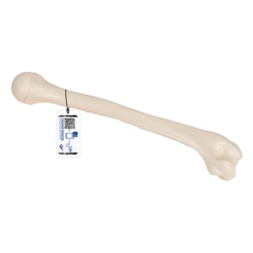 Omero - 3B Smart Anatomy, 1019372 [A45/1], Modelli di scheletro della mano e del braccio