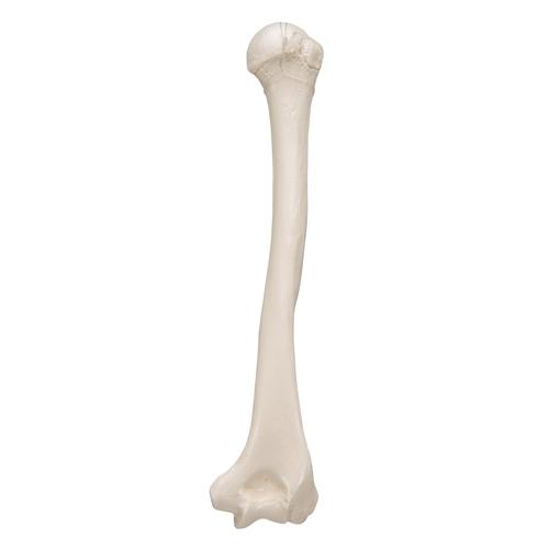 Omero - 3B Smart Anatomy, 1019372 [A45/1], Modelli di scheletro della mano e del braccio