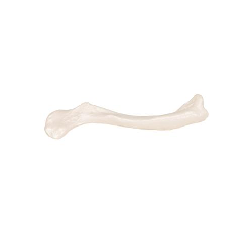 Clavicola - 3B Smart Anatomy, 1019376 [A45/5], Modelli singoli di ossa