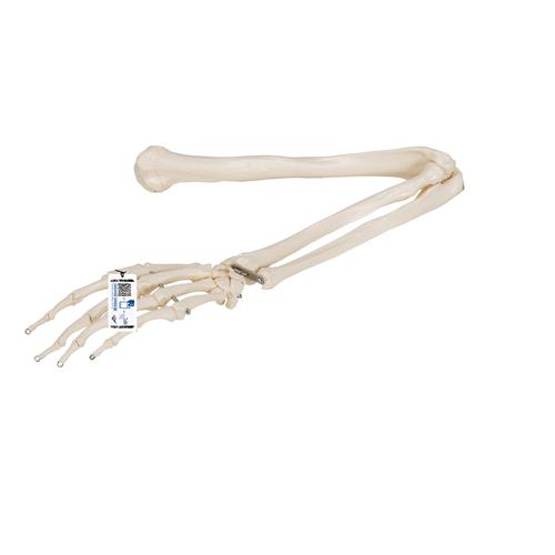 Scheletro del braccio - 3B Smart Anatomy, 1019371 [A45], Modelli di scheletro della mano e del braccio