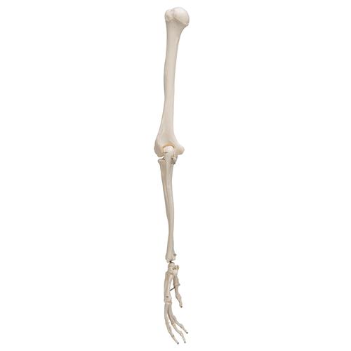 Scheletro del braccio - 3B Smart Anatomy, 1019371 [A45], Modelli di scheletro della mano e del braccio