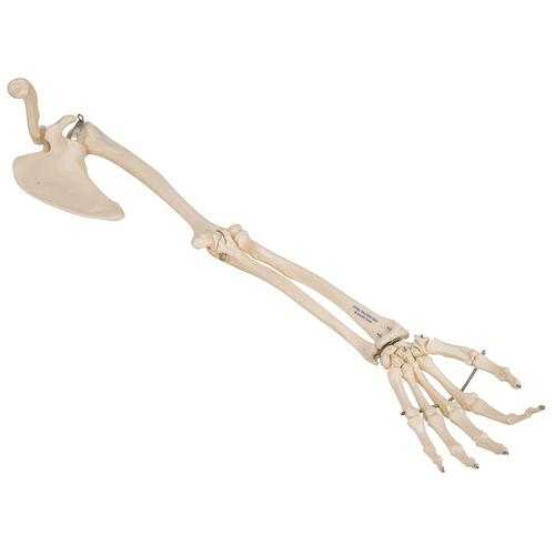 Scheletro del braccio con scapola e clavicola - 3B Smart Anatomy, 1019377 [A46], Modelli di scheletro della mano e del braccio