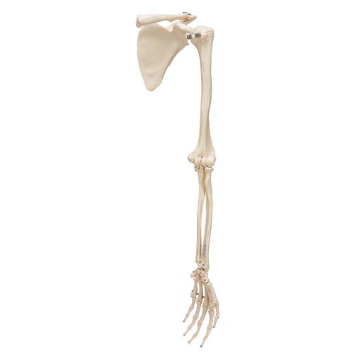 Scheletro del braccio con scapola e clavicola - 3B Smart Anatomy, 1019377 [A46], Modelli di scheletro della mano e del braccio