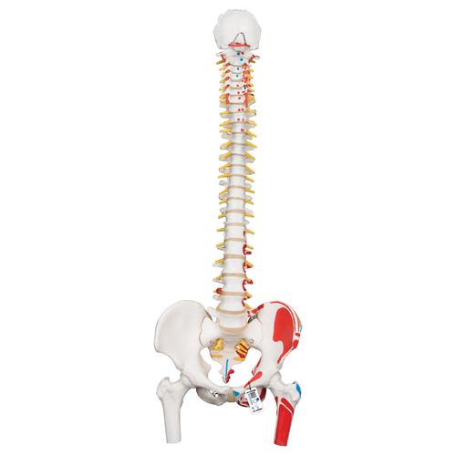 Colonna vertebrale flessibile classica dipinta, con tronchi del femore mobili e illustrazione dei muscoli - 3B Smart Anatomy, 1000123 [A58/3], Modelli di Colonna Vertebrale
