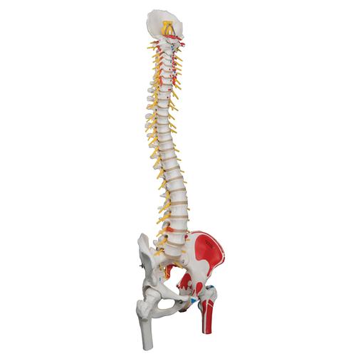 Colonna vertebrale flessibile, modello di lusso, con tronchi del femore e illustrazione dei muscoli - 3B Smart Anatomy, 1000127 [A58/7], Modelli di Colonna Vertebrale