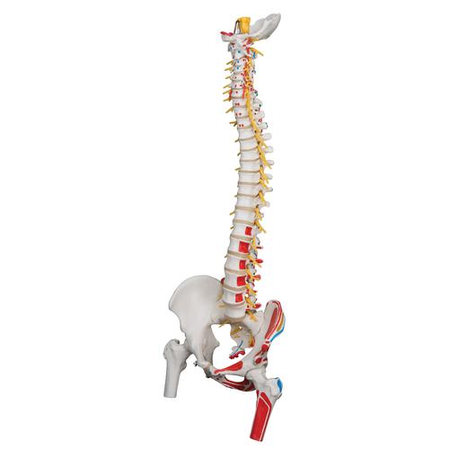 Colonna vertebrale flessibile, modello di lusso, con tronchi del femore e illustrazione dei muscoli - 3B Smart Anatomy, 1000127 [A58/7], Modelli di Colonna Vertebrale