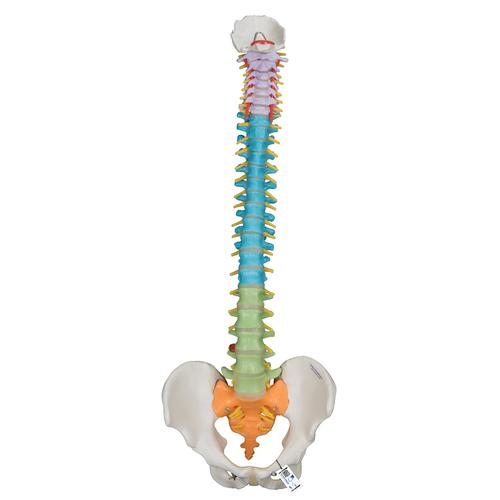 Colonna vertebrale flessibile didattica - 3B Smart Anatomy, 1000128 [A58/8], Modelli di Colonna Vertebrale