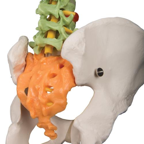Colonna vertebrale flessibile didattica - 3B Smart Anatomy, 1000128 [A58/8], Modelli di Colonna Vertebrale