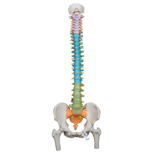 Colonna vertebrale flessibile didattica con tronchi del femore - 3B Smart Anatomy, 1000129 [A58/9], Modelli di Colonna Vertebrale