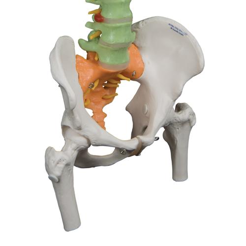 Colonna vertebrale flessibile didattica con tronchi del femore - 3B Smart Anatomy, 1000129 [A58/9], Modelli di Colonna Vertebrale