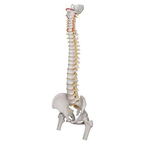 Colonna vertebrale flessibile molto robusta, con tronchi del femore - 3B Smart Anatomy, 1000131 [A59/2], PON Biologia - Laboratorio di Anatomia umana