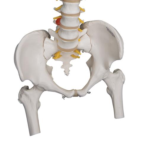 Colonna vertebrale flessibile molto robusta, con tronchi del femore - 3B Smart Anatomy, 1000131 [A59/2], PON Biologia - Laboratorio di Anatomia umana