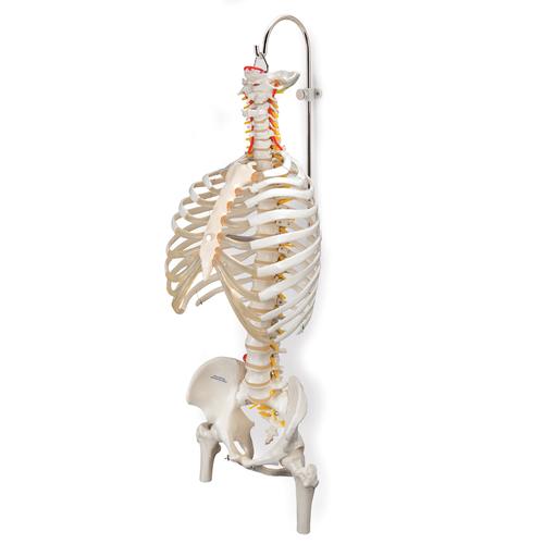 Cavalletto per colonna vertebrale, multifunzionale, in 3 parti, 1000132 [A59/8], PON Biologia - Laboratorio di Anatomia umana