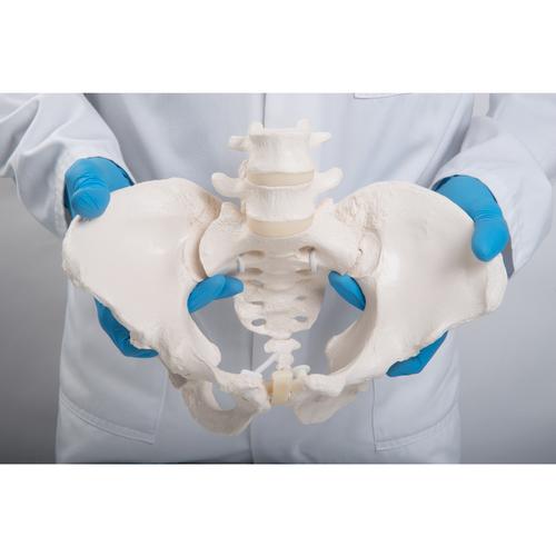Pelvi femminile flessibile - 3B Smart Anatomy, 1019864 [A61/1], Modelli di Pelvi e Organi genitali