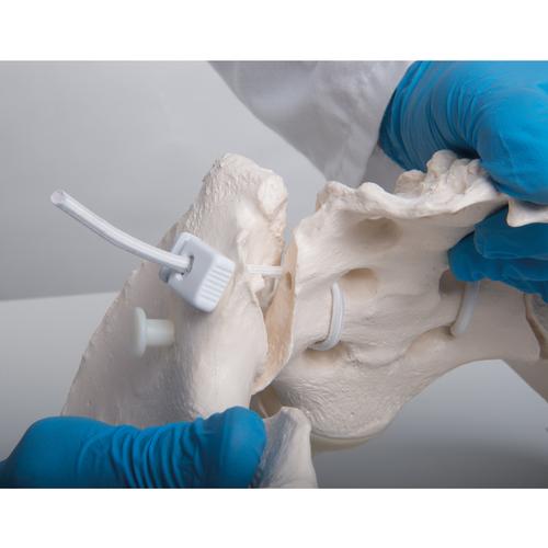 Pelvi femminile flessibile - 3B Smart Anatomy, 1019864 [A61/1], Modelli di Pelvi e Organi genitali