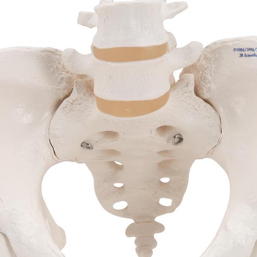 Scheletro di bacino femminile, con tronchi di femore - 3B Smart Anatomy, 1000135 [A62], Modelli di Pelvi e Organi genitali