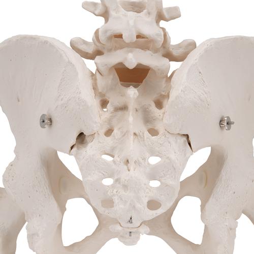 Scheletro di bacino femminile, con tronchi di femore - 3B Smart Anatomy, 1000135 [A62], Modelli di Pelvi e Organi genitali