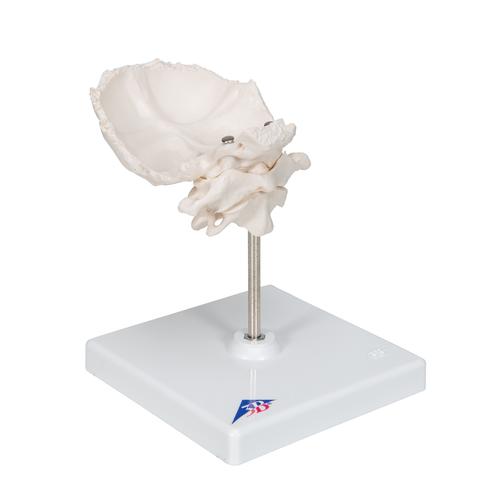 Atlante e epistrofeo, con squama dell’osso occipitale - 3B Smart Anatomy, 1000142 [A71/5], Modelli di vertebre