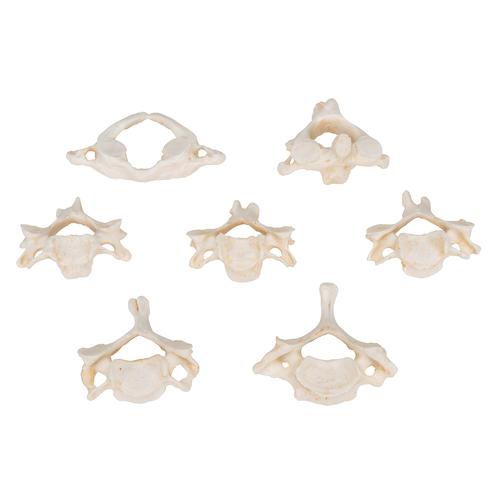 Set con 7 BONElike vertebre cervicali - 3B Smart Anatomy, 1000021 [A790], Modelli di vertebre