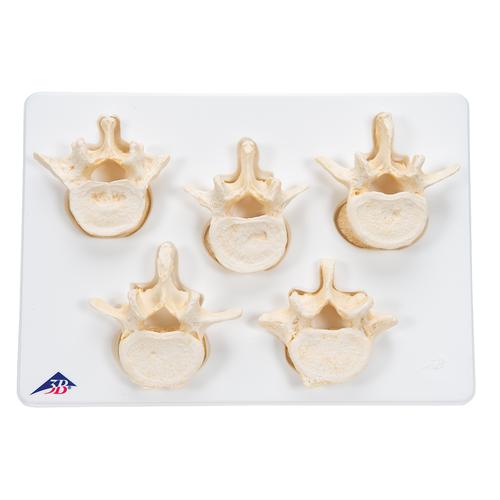 Set con 5 vertebre lombari - 3B Smart Anatomy, 1000155 [A792], Modelli di vertebre