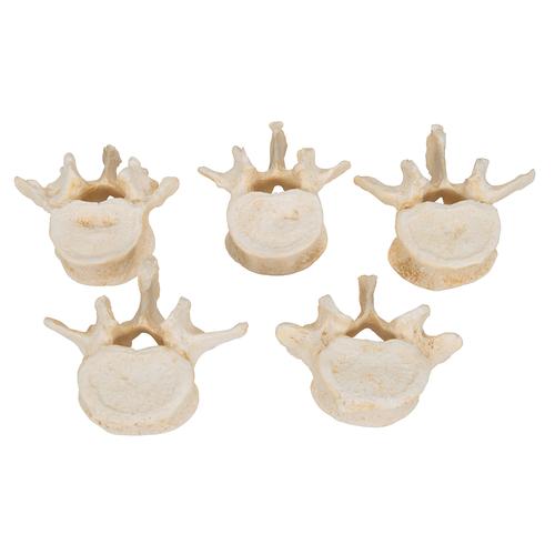 Set con 5 vertebre lombari - 3B Smart Anatomy, 1000155 [A792], Modelli di vertebre