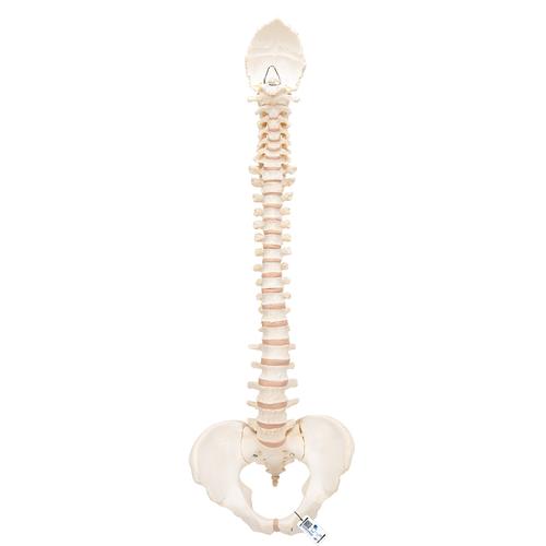 Colonna vertebrale BONElike - 3B Smart Anatomy, 1000157 [A794], Modelli di Colonna Vertebrale