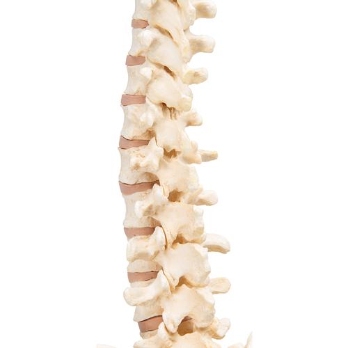 Colonna vertebrale BONElike - 3B Smart Anatomy, 1000157 [A794], Modelli di Colonna Vertebrale