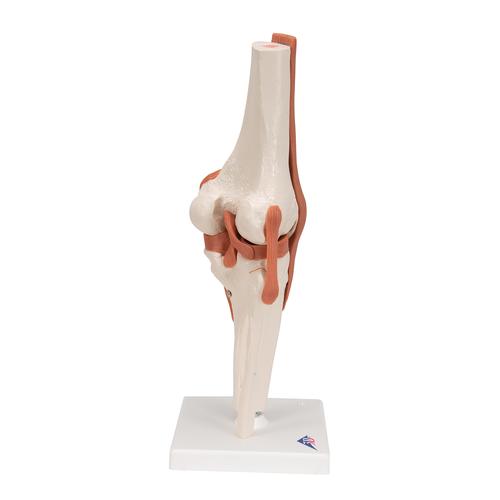 Articolazione del ginocchio, modello funzionale - 3B Smart Anatomy, 1000163 [A82], Modelli delle Articolazioni