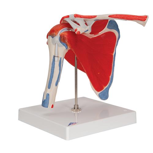 Articolazione scapolomerale con cuffia dei rotatori, 5 pezzi - 3B Smart Anatomy, 1000176 [A880], Modelli di Muscolatura