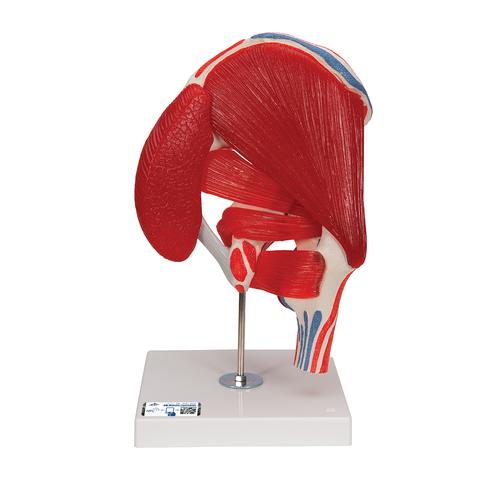 Articolazione dell'anca, 7 pezzi - 3B Smart Anatomy, 1000177 [A881], PON Biologia - Laboratorio di Anatomia umana