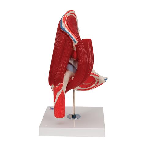 Articolazione dell'anca, 7 pezzi - 3B Smart Anatomy, 1000177 [A881], Modelli delle Articolazioni